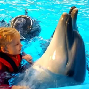 Проект фонда «Вместе с дельфинами»